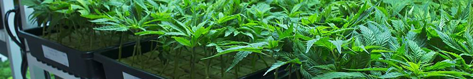 cannabis