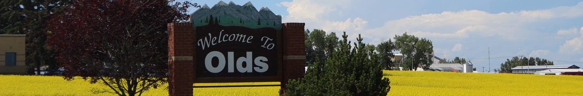 'Welcome to Olds' sign amidst a bright yellow canola field